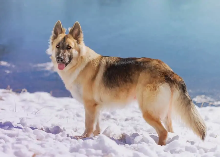 7 a King Shepherd in the mountains playing in snow