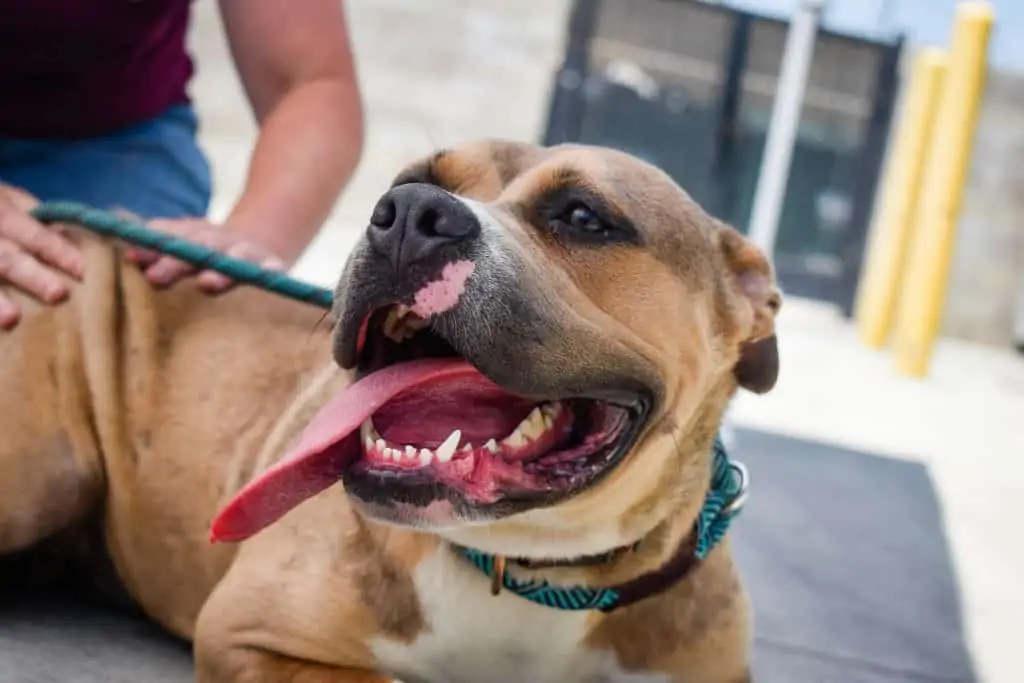 7 a brown happy boxer pit mix