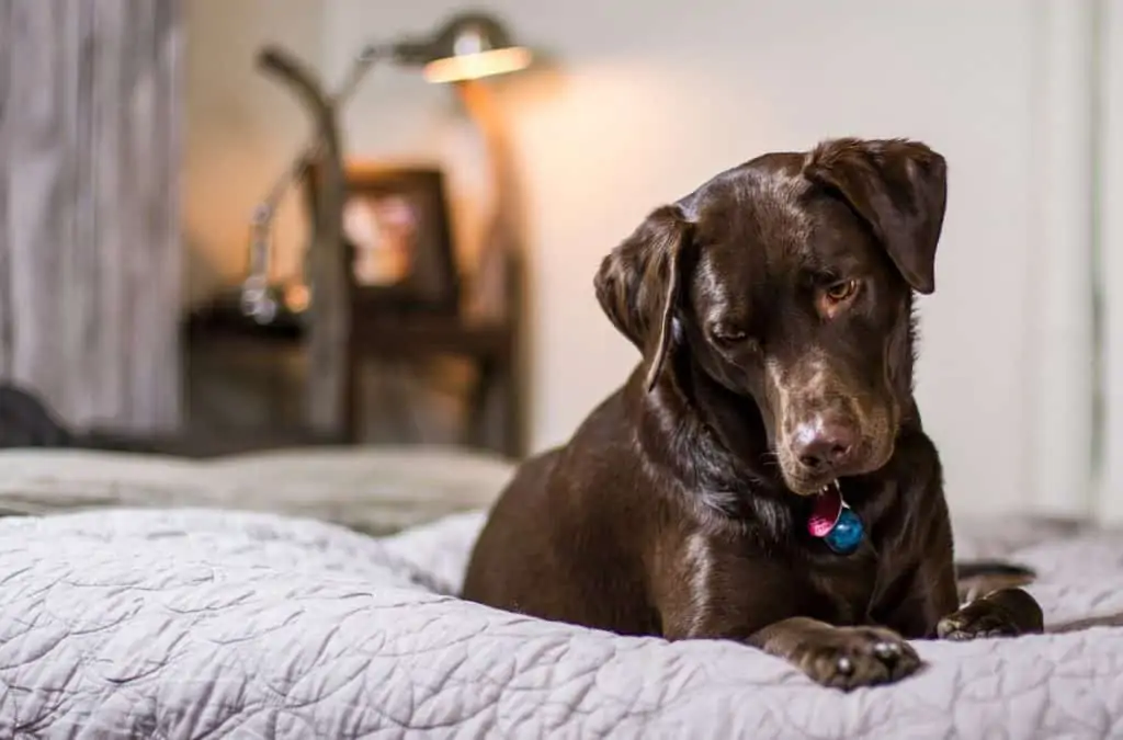 7 a brown lab on a bed