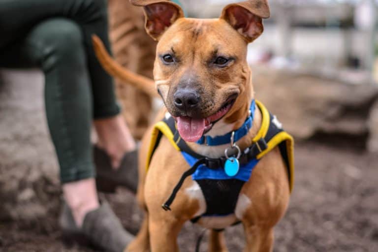 Ultimate Guide To The Chipit - The Pitbull Chihuahua Mix | Your Dog Advisor