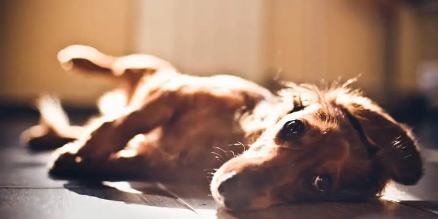 7 a dachshund laying down in sun