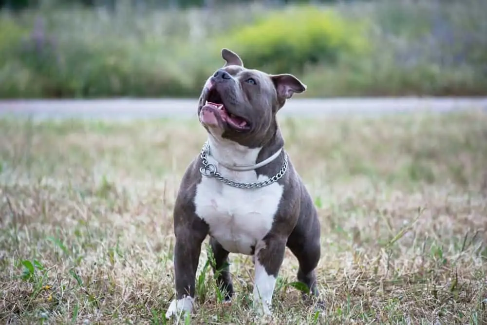 7 a pocket pitbull playing