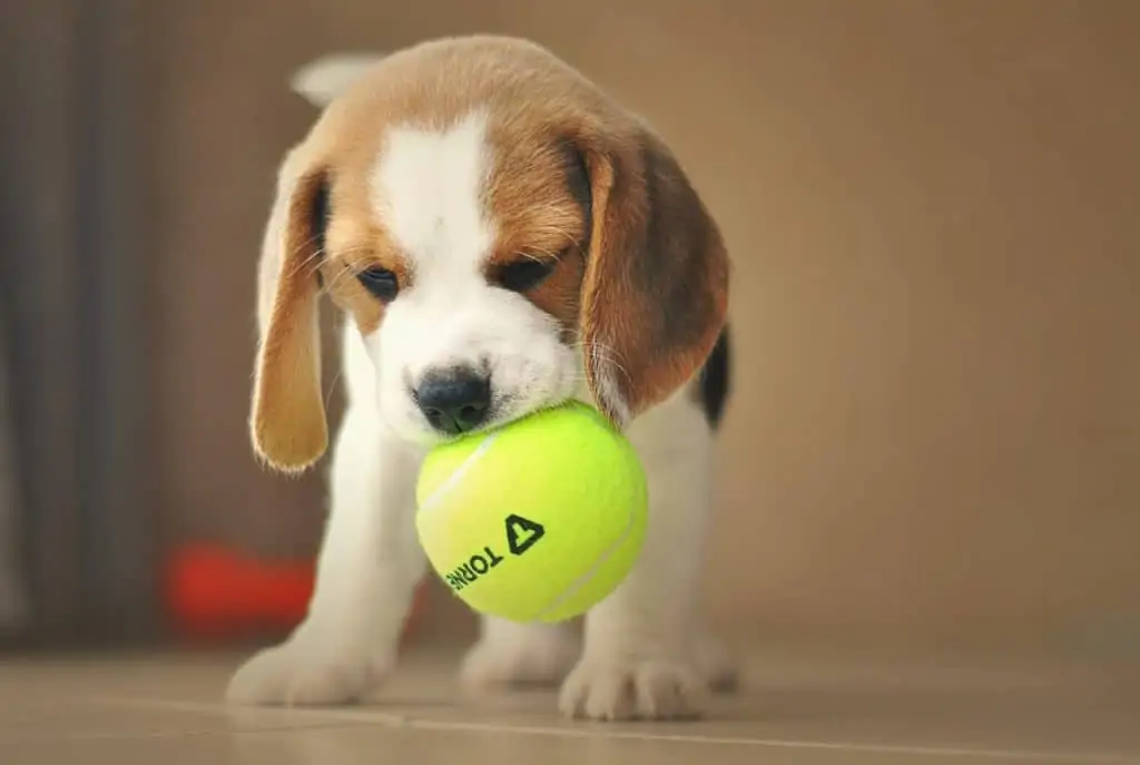 8 a beagle puppy with a ball