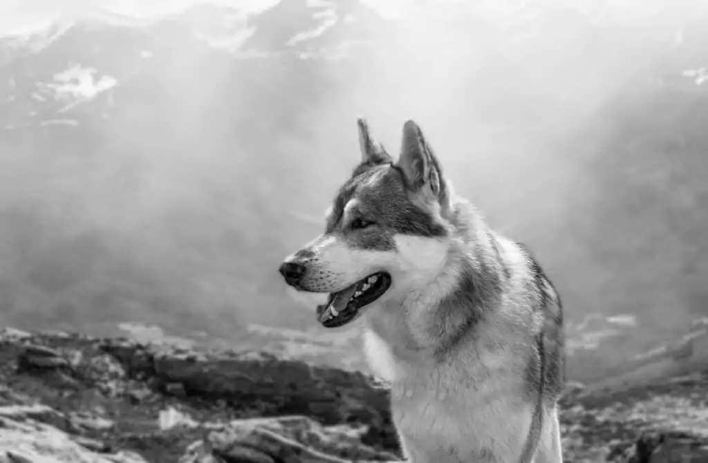 8 a black and white picture of a Utonagan