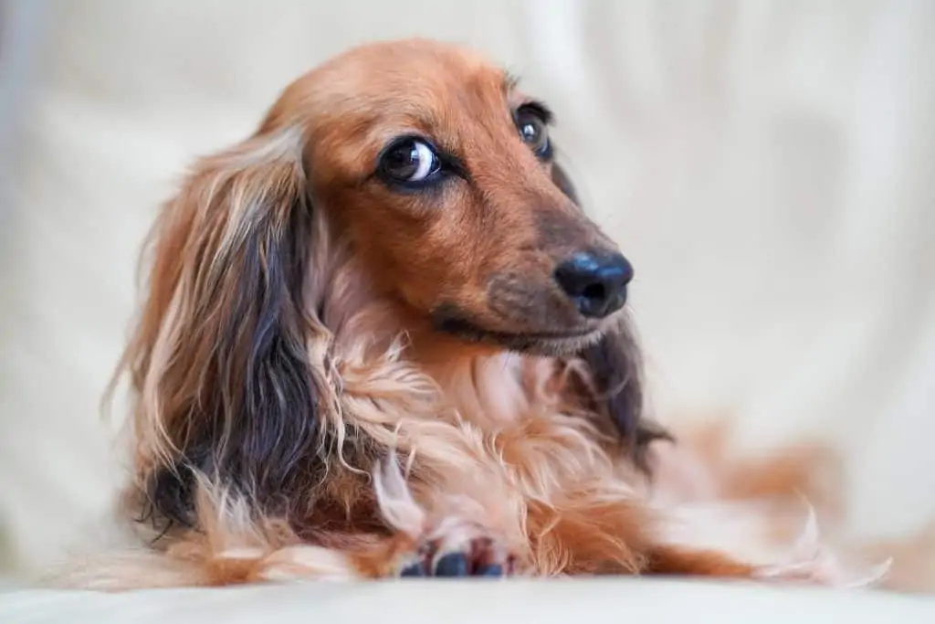 8 a brown long hair dachshund looking up