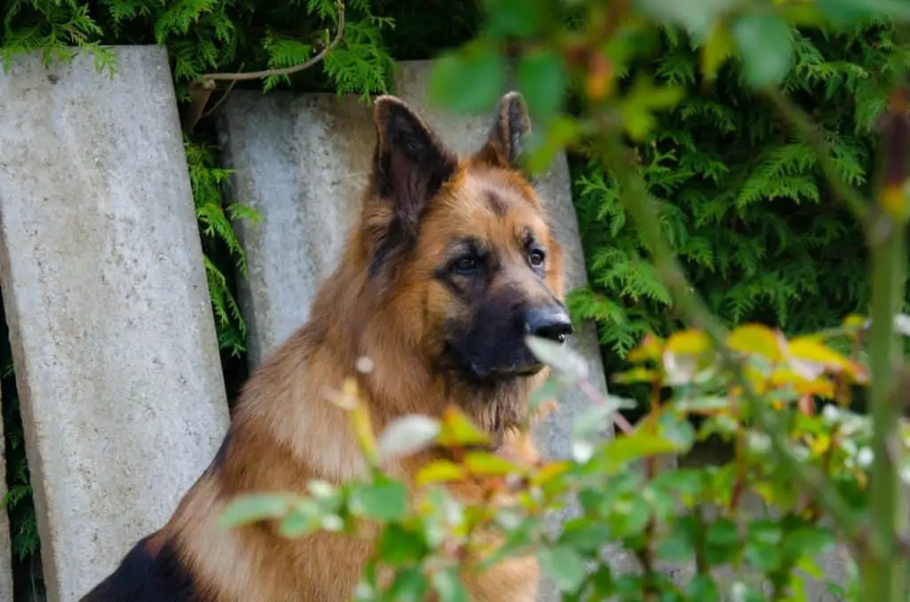 8 a king shepherd near a fence in a garden