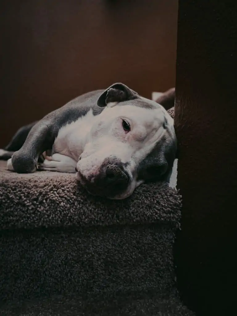 8 a pitbull laying on stairs