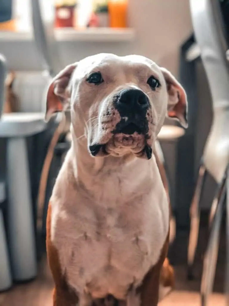 Black and white hot sale boxer pit mix