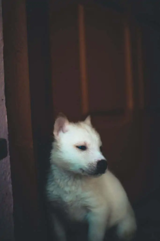 8 a white husky puppy