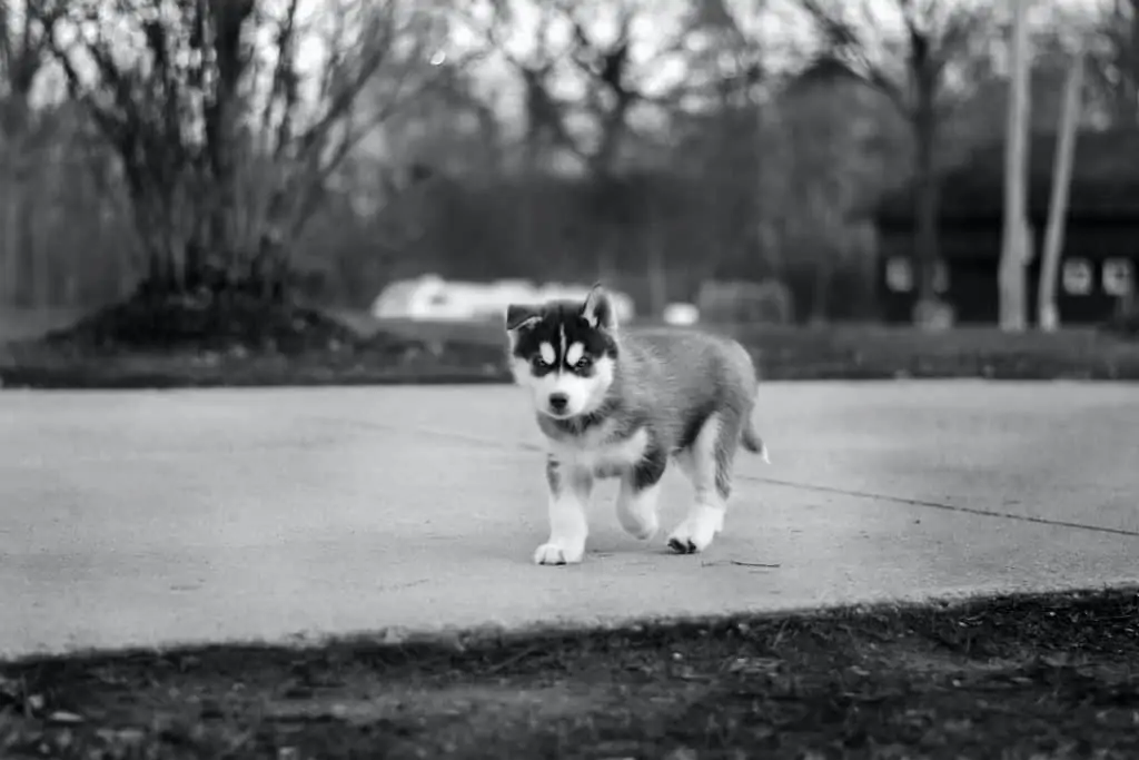 9 a Pomsky puppy