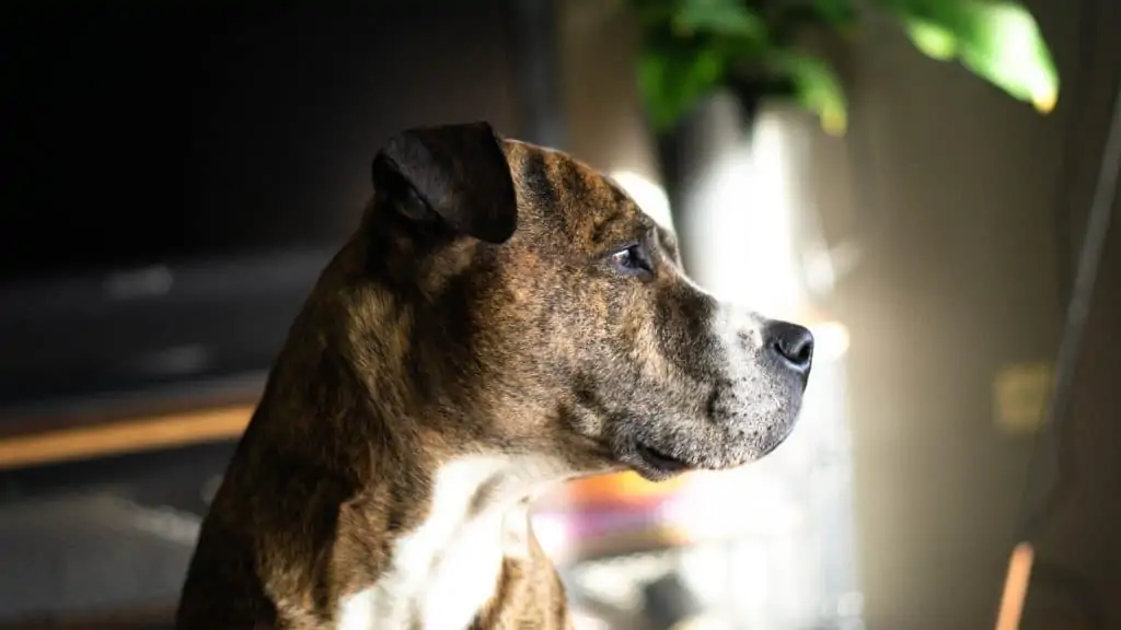 9 a boxer pitbull mix looking out the window