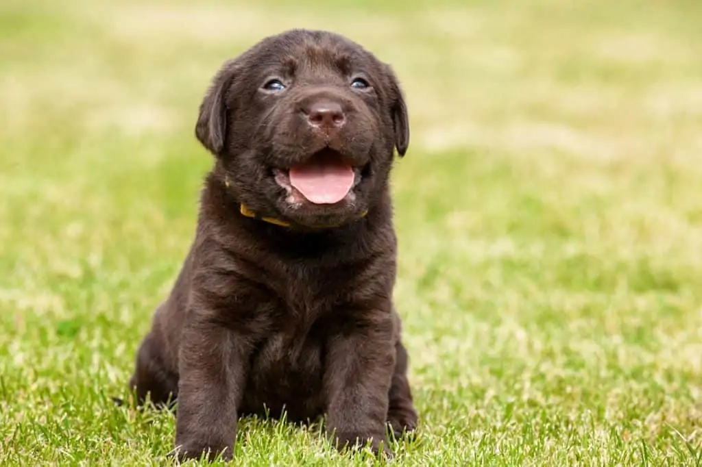 Small hot sale chocolate labrador