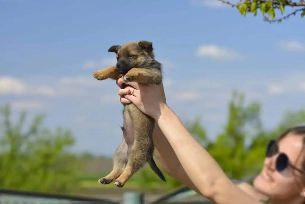 9 a king shepherd puppy