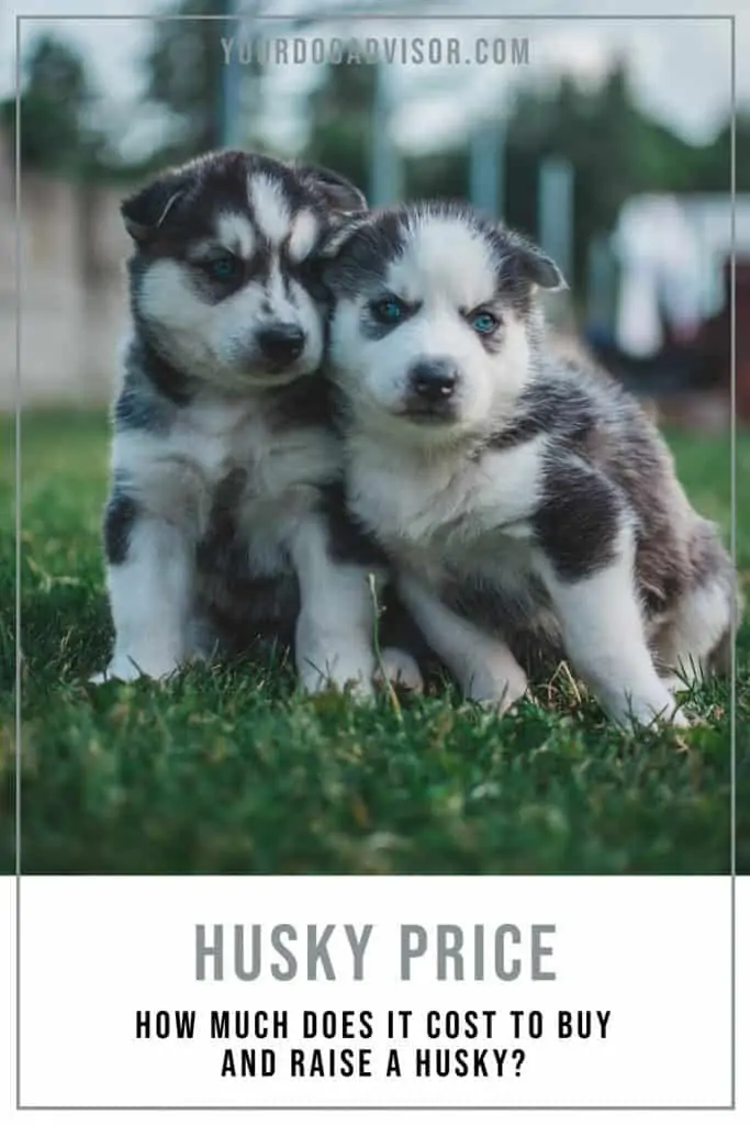 Husky Price 2