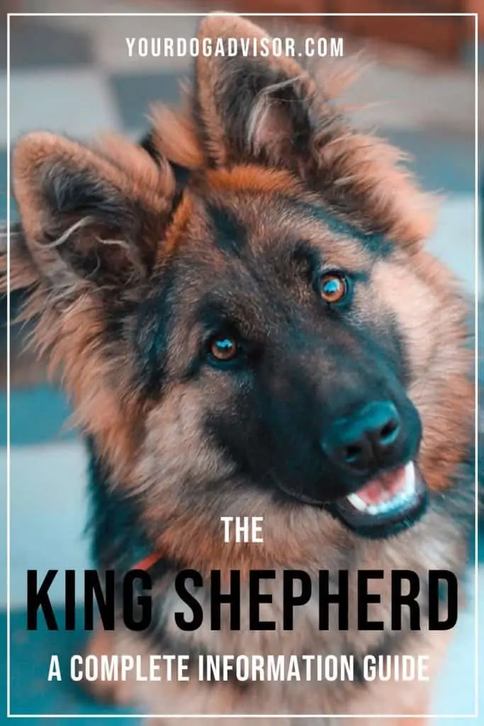 King Shepherd 2