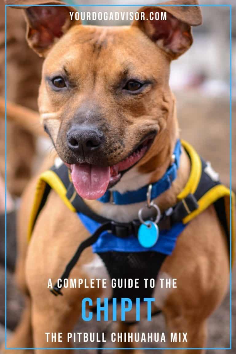 Ultimate Guide To The Chipit - The Pitbull Chihuahua Mix | Your Dog Advisor