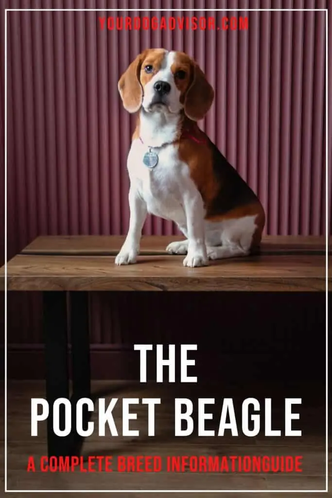 Pocket Beagle 1