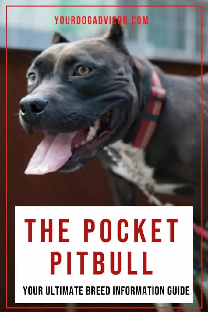 Pocket Pitbull 1