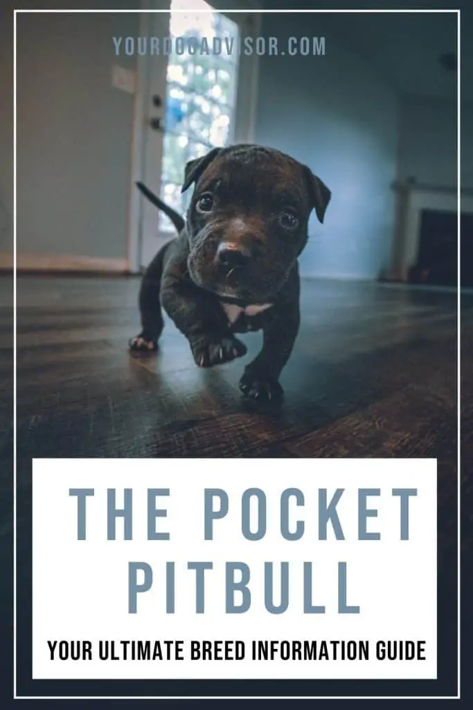 Pocket Pitbull 2