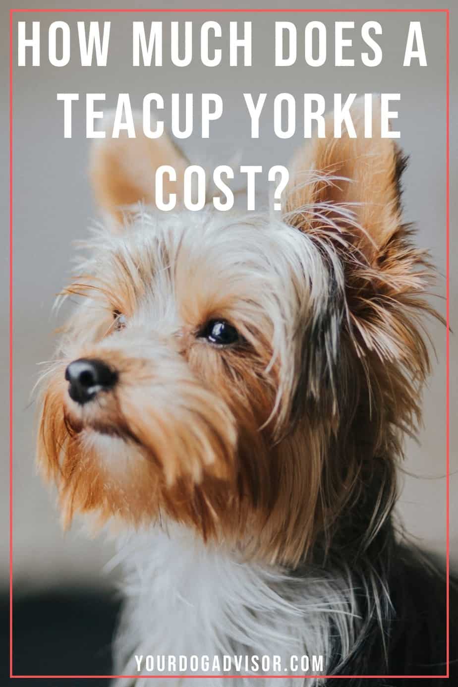 How Much Do Teacup Yorkies Cost? Your Dog Advisor