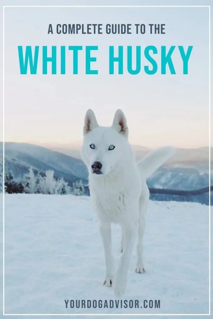 The White Husky 1