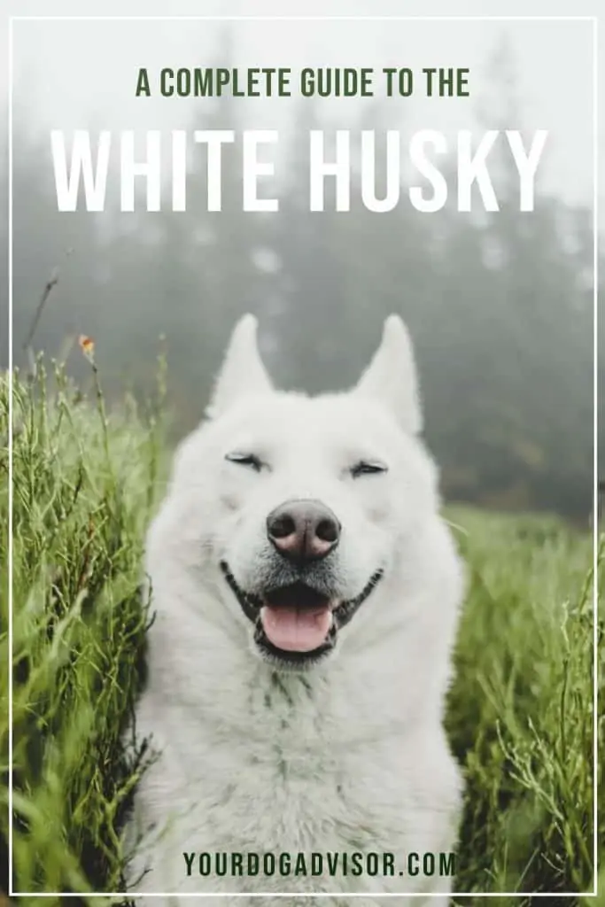 The White Husky 2