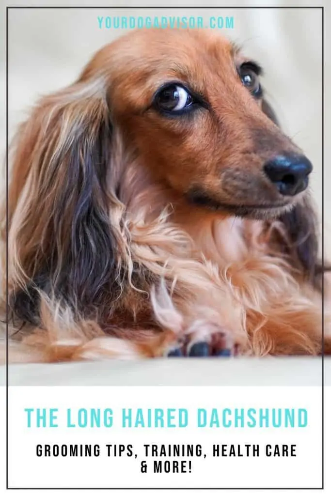 long haired Dachshund 1