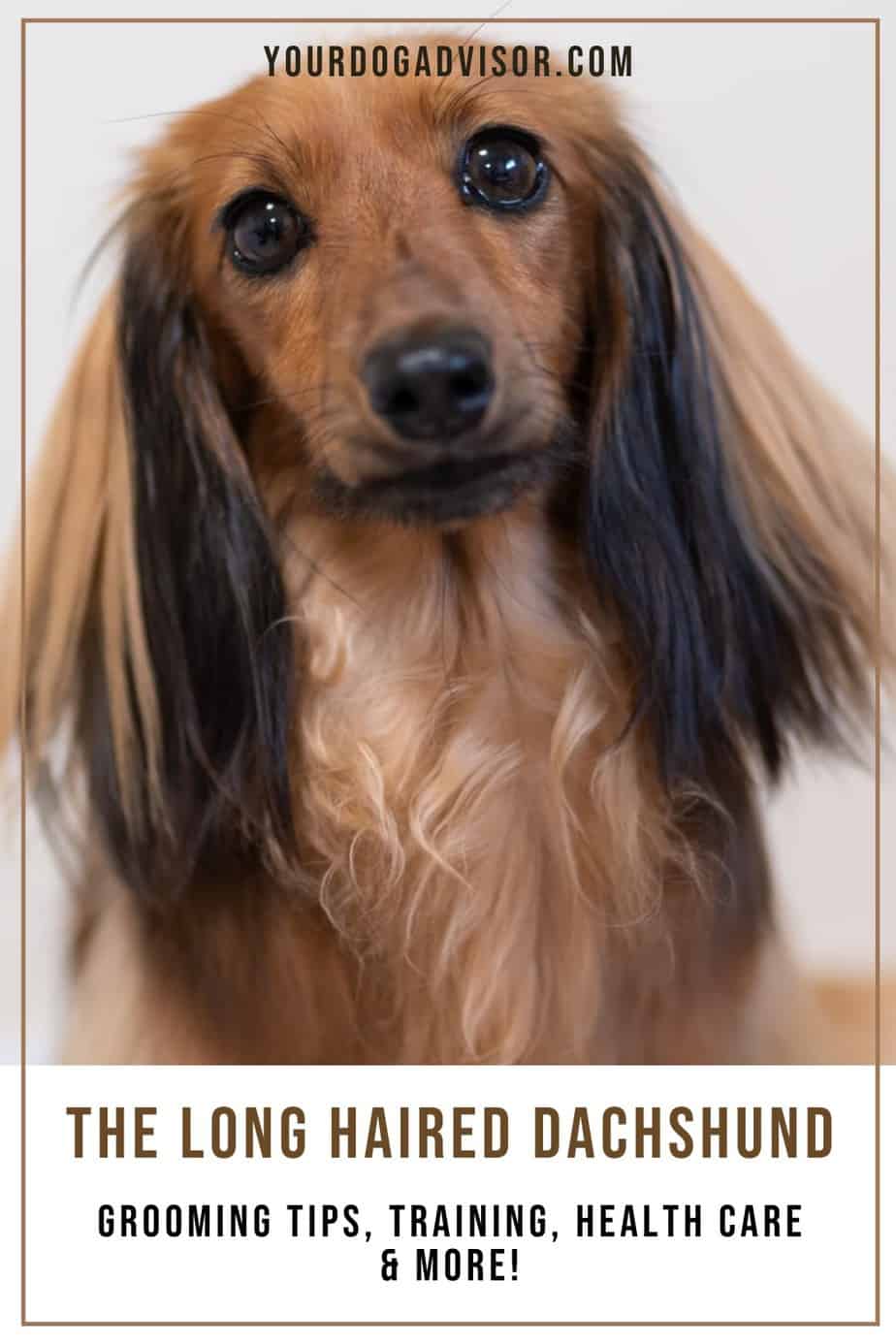 How To Care For A Long Haired Dachshund - Grooming Tips, Health Care ...