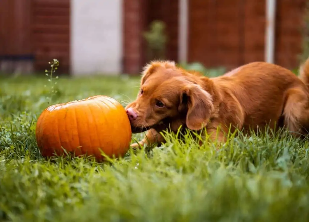 1 a brown dog sniffing a pumpkin