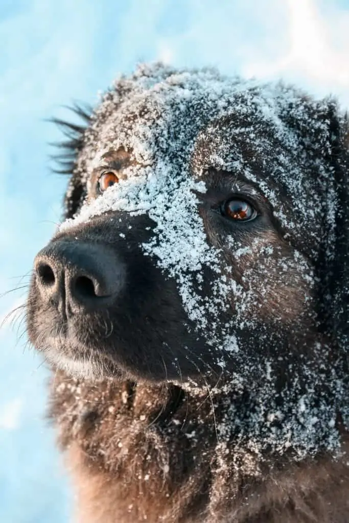 1 a caucasian Ovcharka in snow