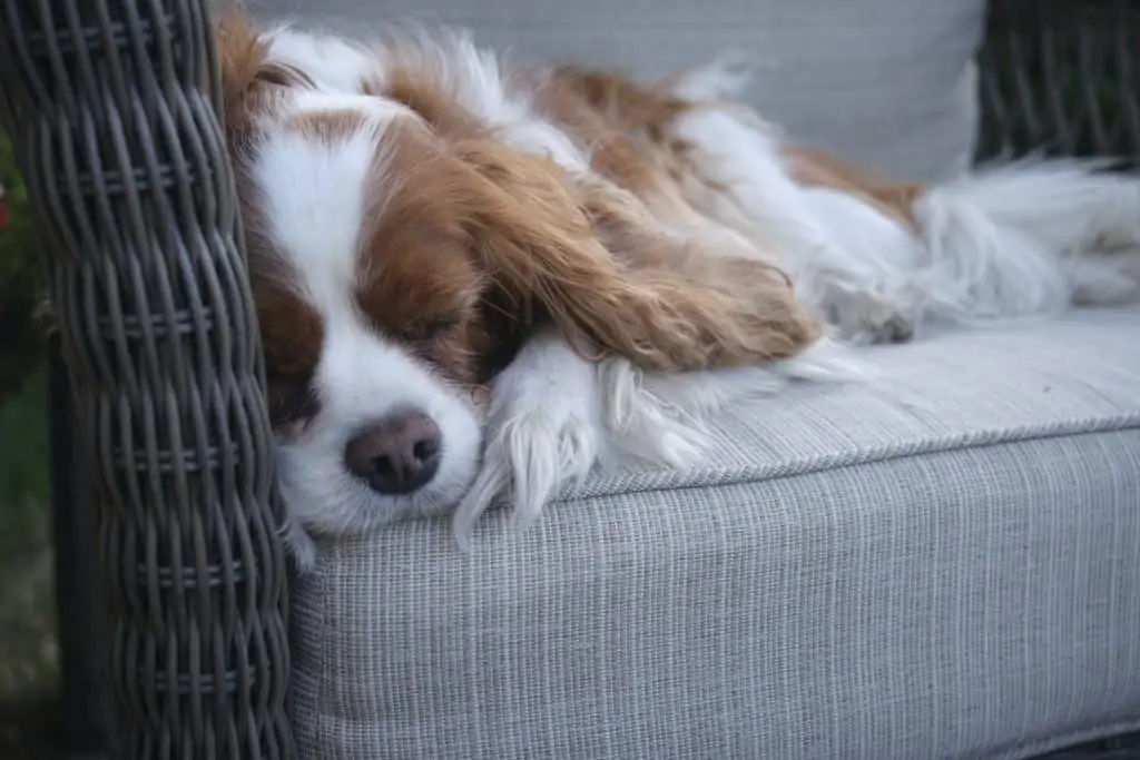 1 a cavalier king charles asleep on a couch