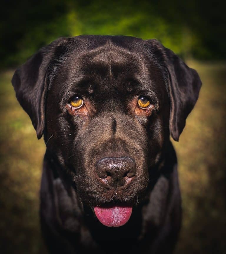 How Long Do Labs Live? The Ins and Outs of Labrador Health and Lifespan