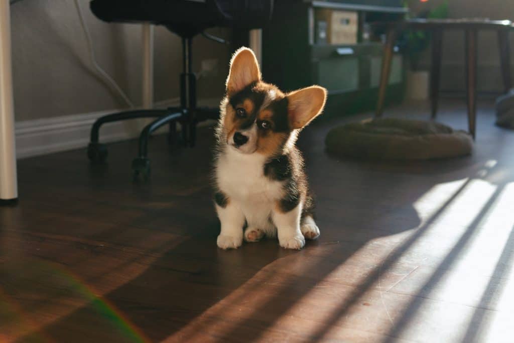 Corgi husky hot sale dog