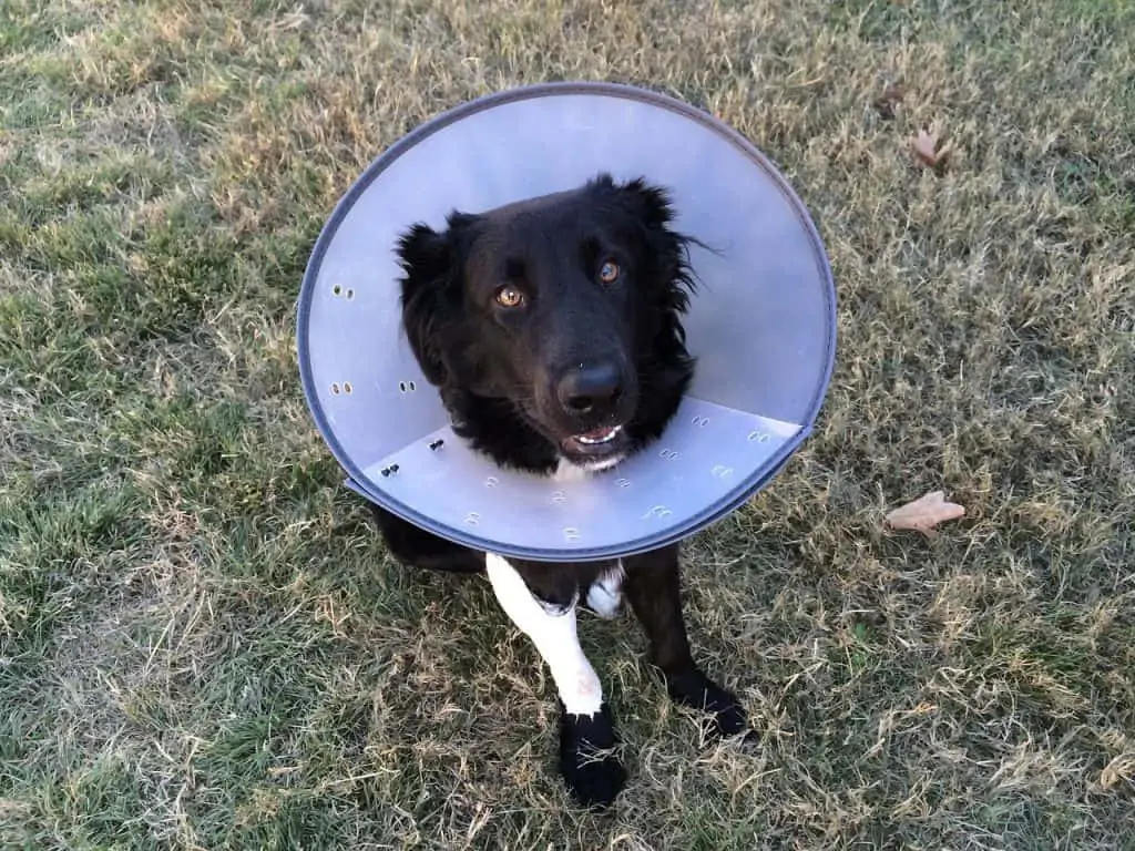 1 a dog in a purple cone with a leg brace