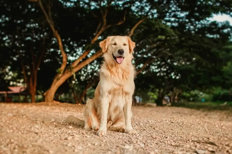 1 a golden retriever sitting outside