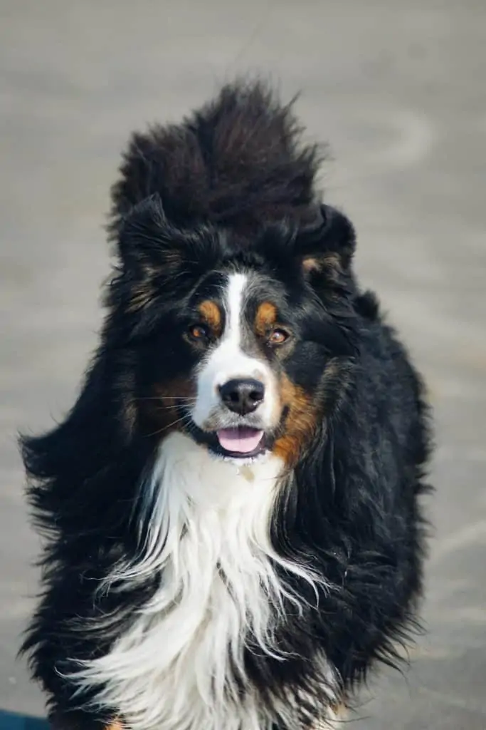 11 a bernese mountain dog