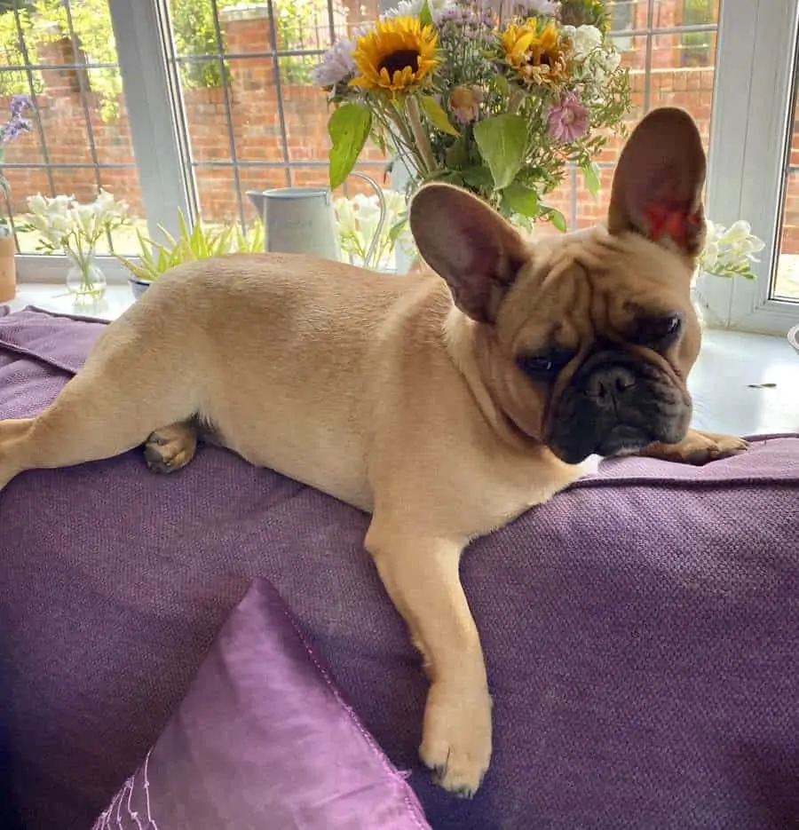 13 a French Bulldog on a purple couch