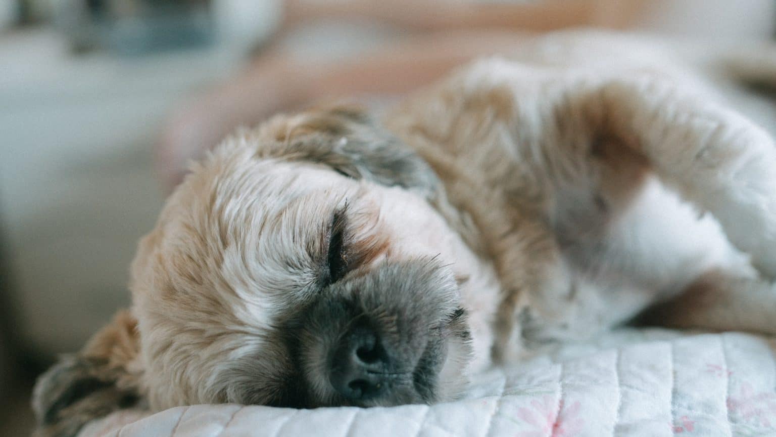 10 Calm Dog Breeds For Laid Back Owners Your Dog Advisor