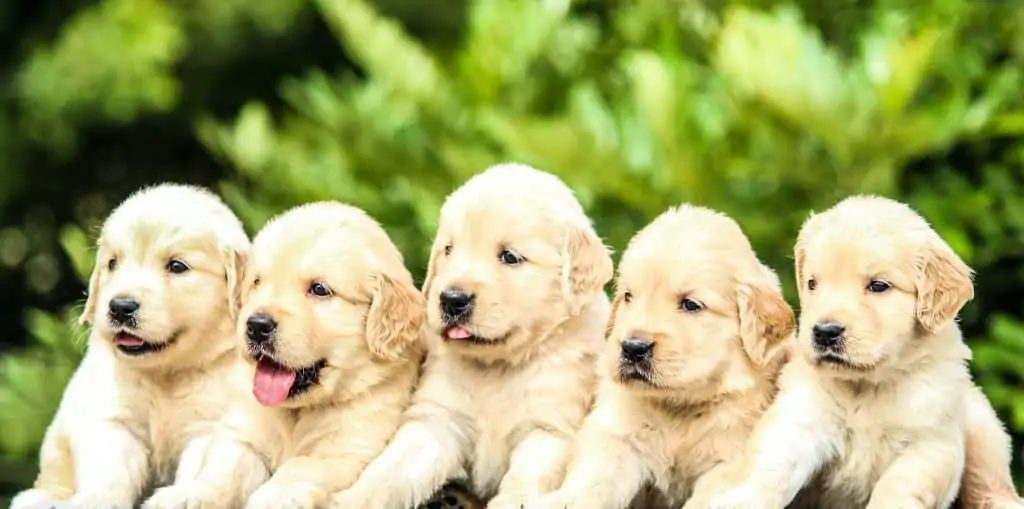 2 5 golden retriever puppies