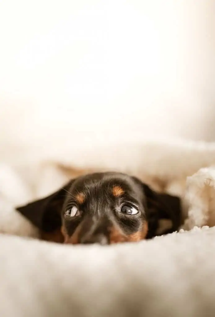 2 a black Dachshund puppy