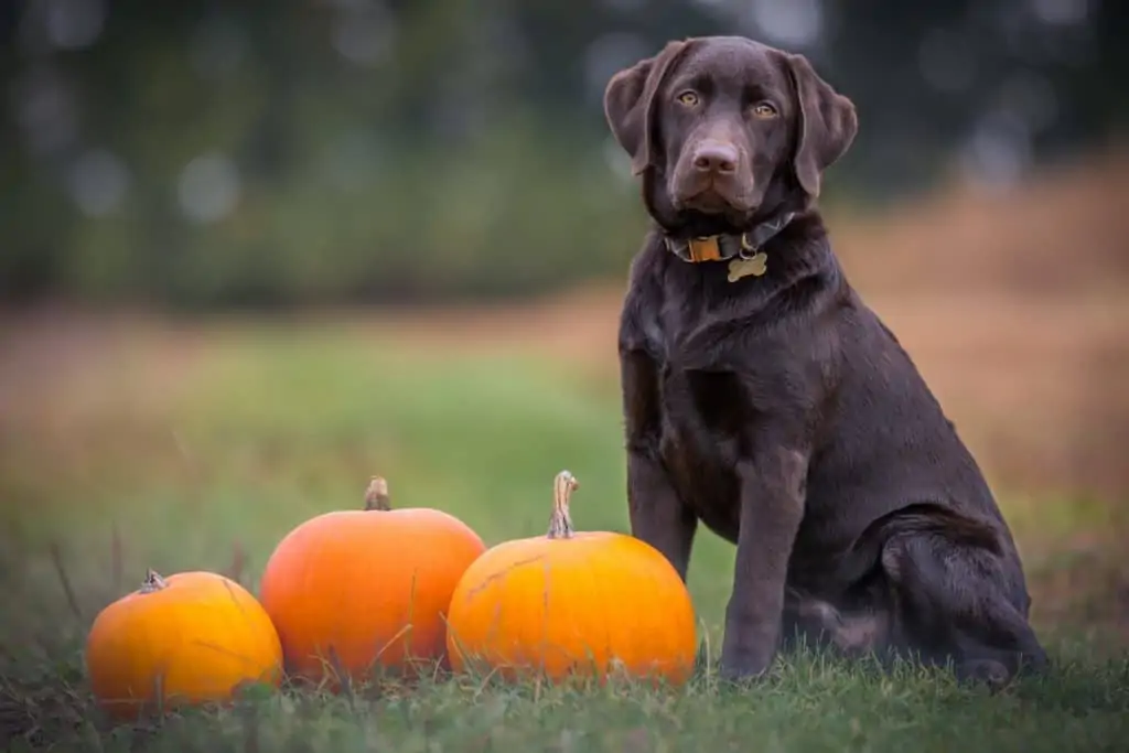 2 a chocolate lab with three pumpkins