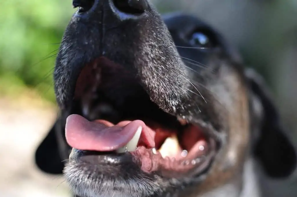 2 a close up of a dogs mouth