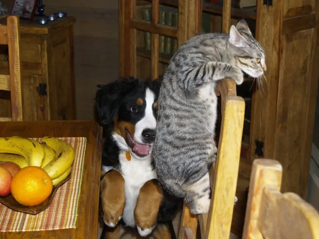 2 a dog and cat on a table