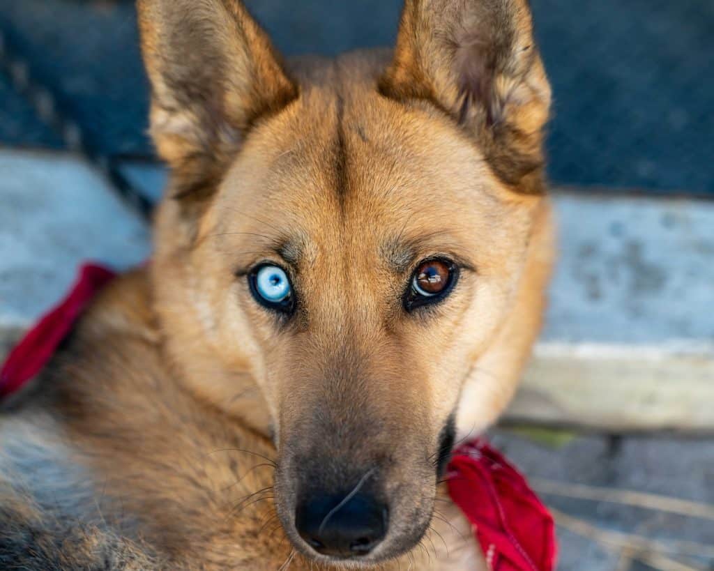 german shepherd eye colors