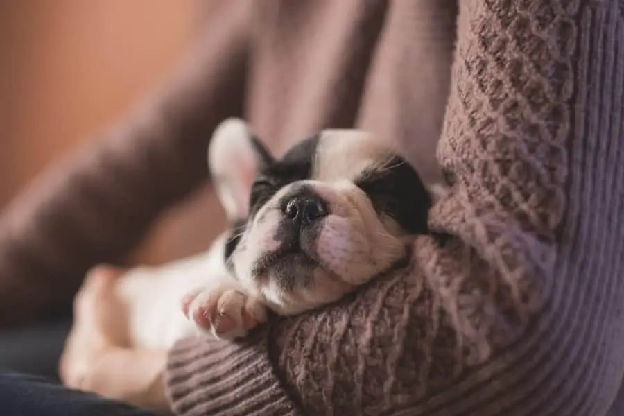 2 a woman holding a frenchie puppy