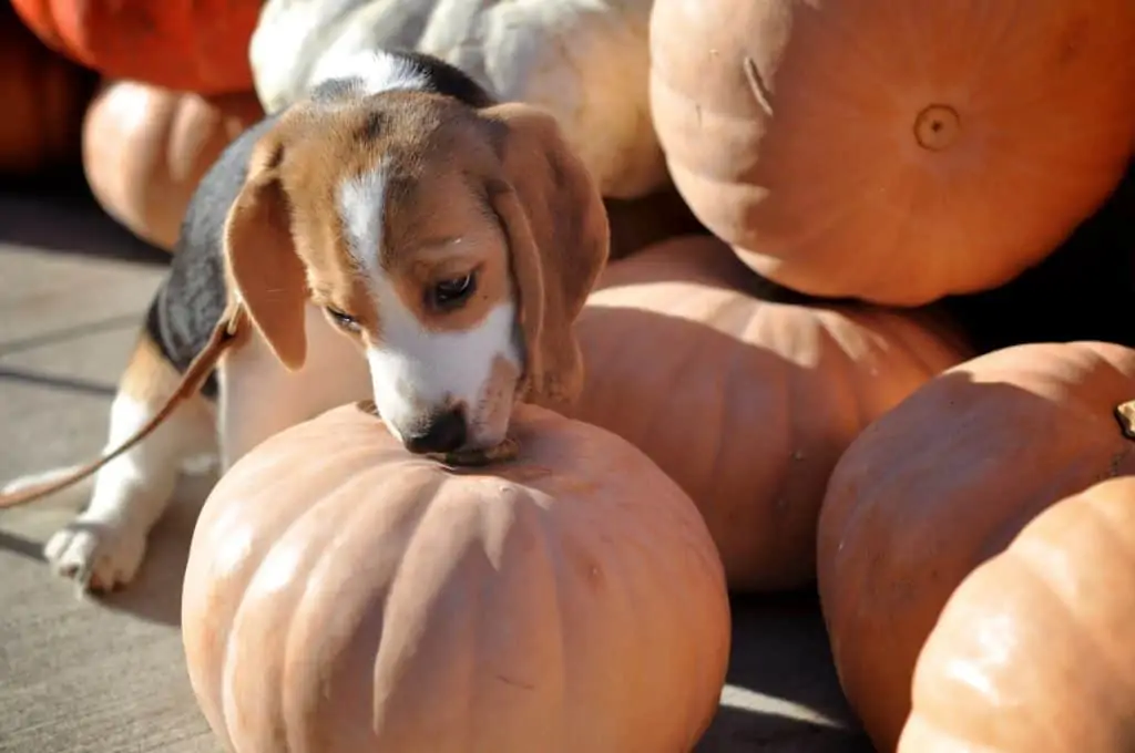 3 a beagle sniffing a pumpkin