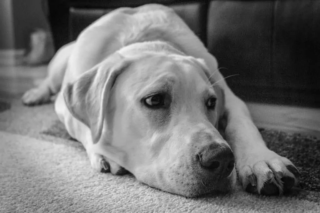 3 a black and white picture of a labrador