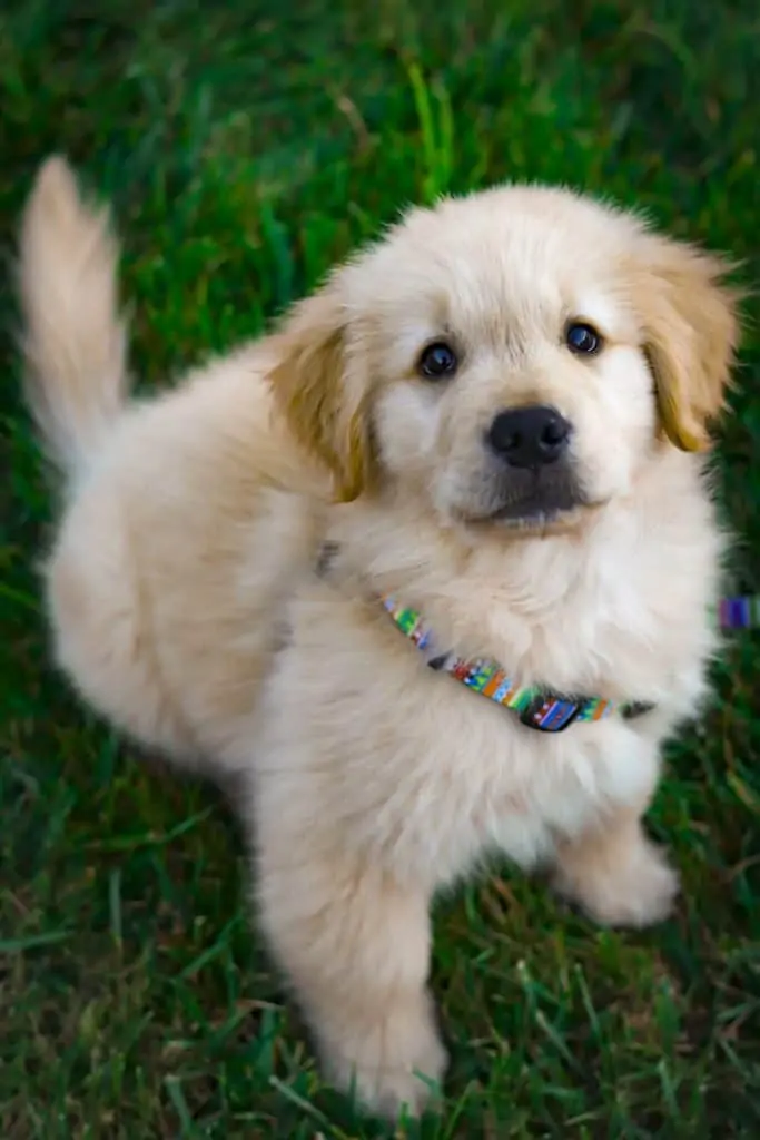 3 a golden retriever puppy sitting in grass