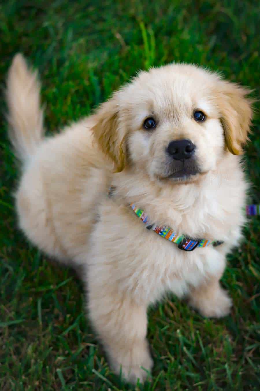 How Much Is A Golden Retriever? An Overview Of The Golden Retriever