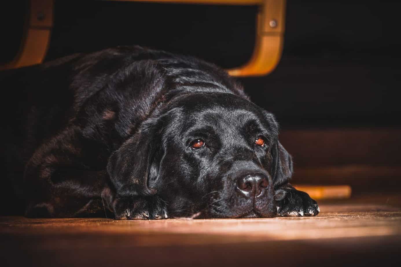 How Long Do Labs Live? The Ins and Outs of Labrador Health and Lifespan
